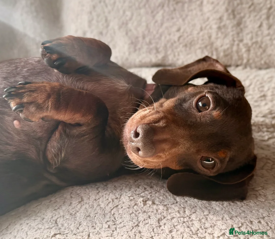 Miniature Dachshund dogs for sale: Lottie  - Advert 2