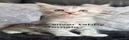 Maine Coon cats for sale: Purebred Maine coon kittens - Advert 5