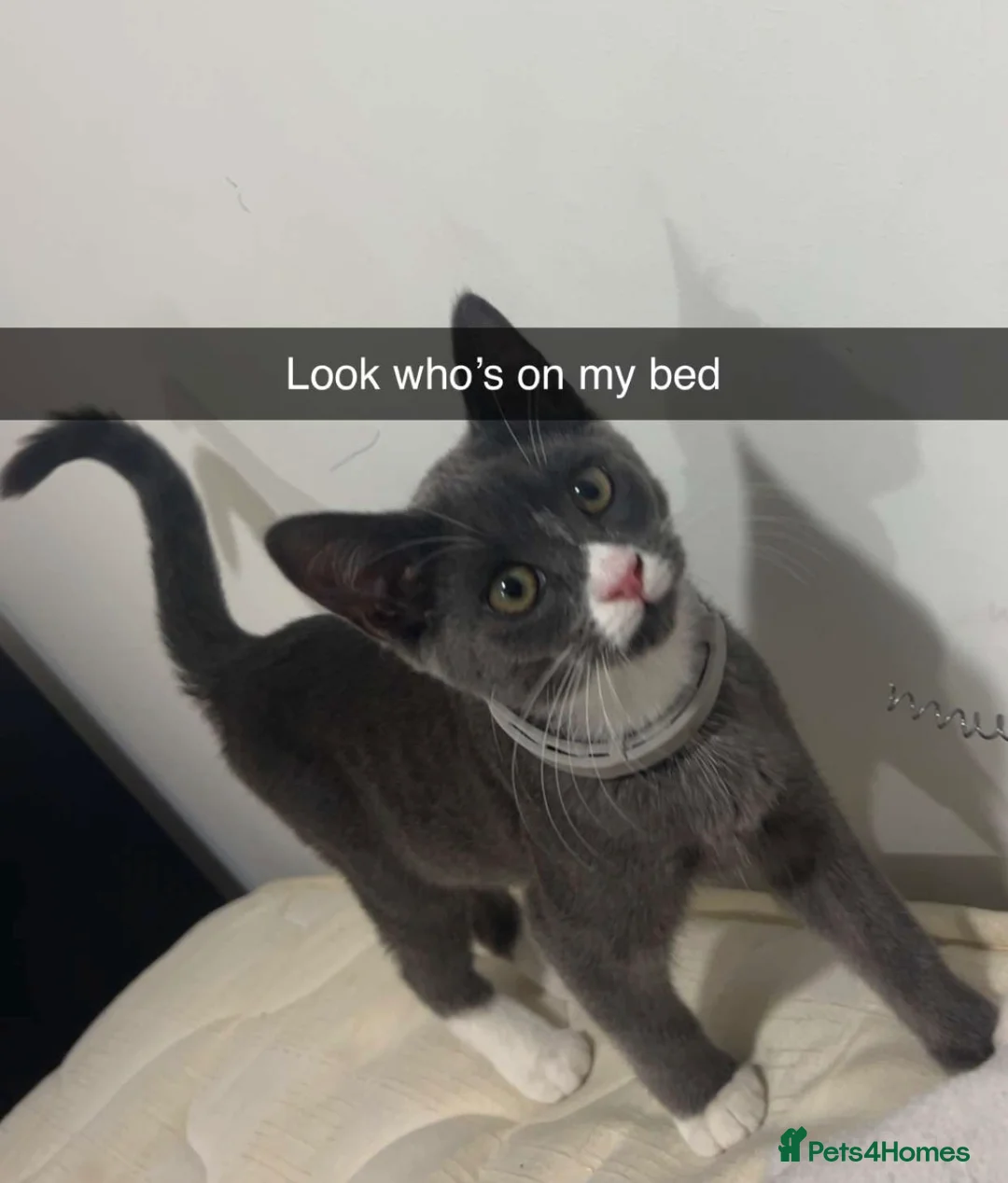 Mixed Breed cats for sale: URGANT sale - Advert 1