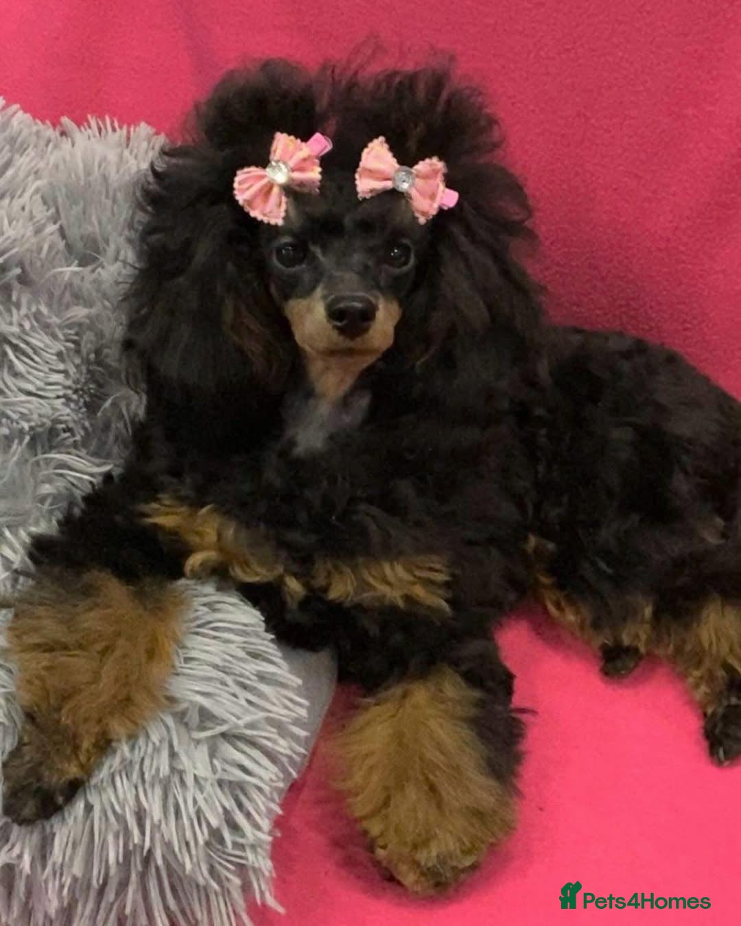 Toy Poodle dogs for sale: Adorable Toy Poodle Puppies – Full of Color - Image 6