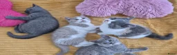 British Shorthair cats for sale: Ready! From GCCF parents with champions in line - Advert 16