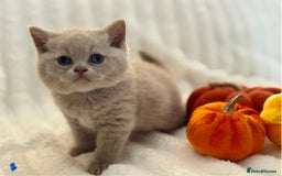 British Shorthair cats for sale: Champion sired Fawn British shorthair kittens - Image 5