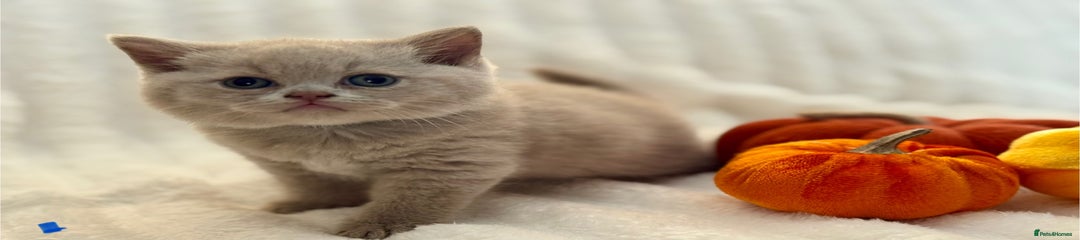 British Shorthair (Blue)