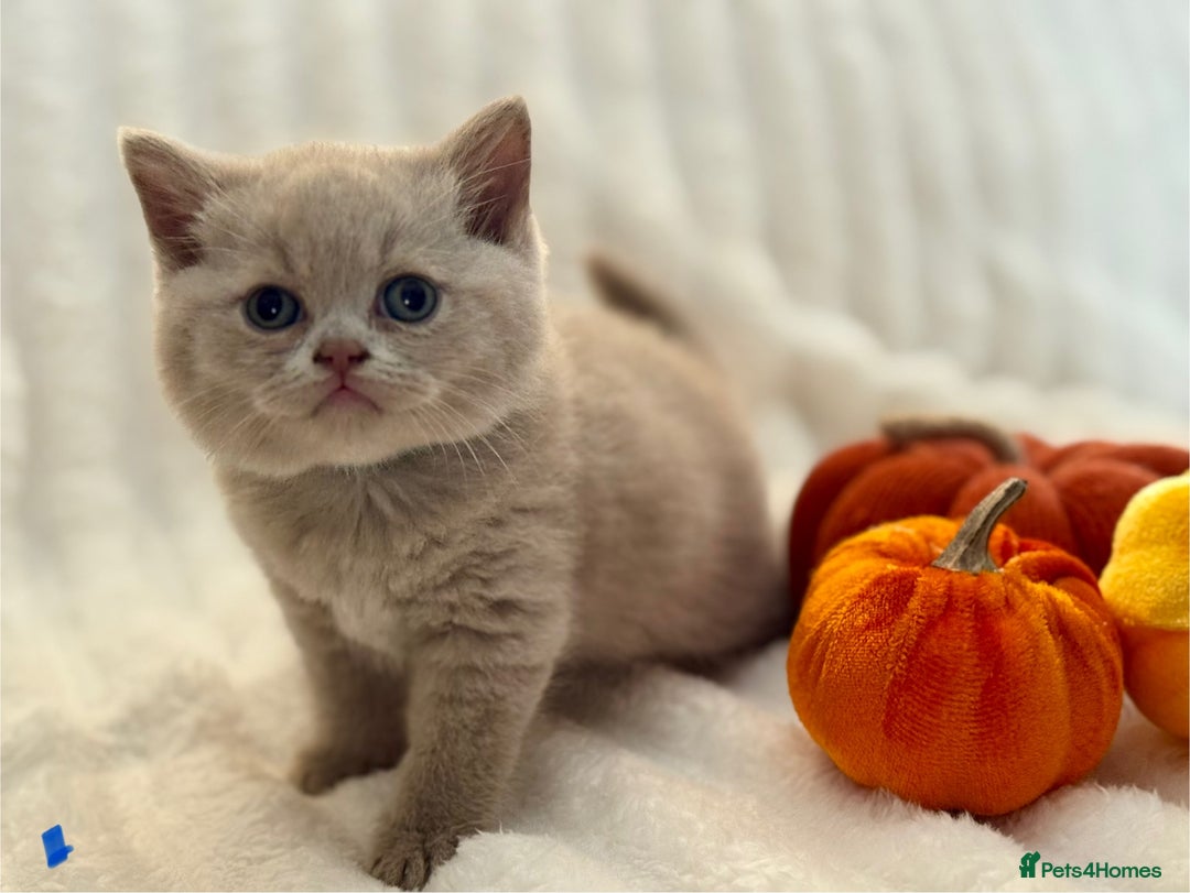 British Shorthair cats for sale: Champion sired Fawn British shorthair kittens - Image 5