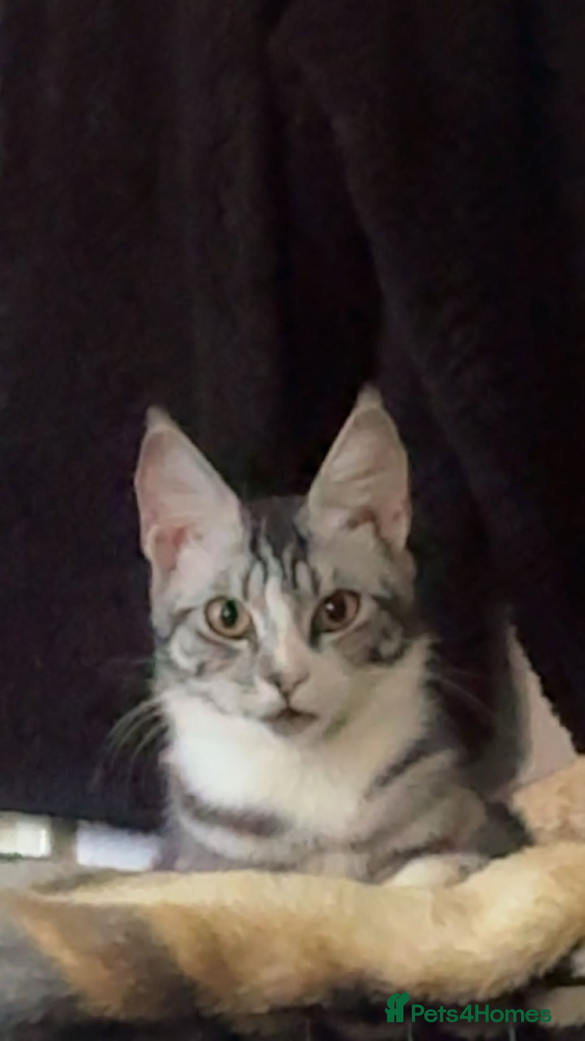 Mixed Breed cats 5 male kittens  - Advert 3