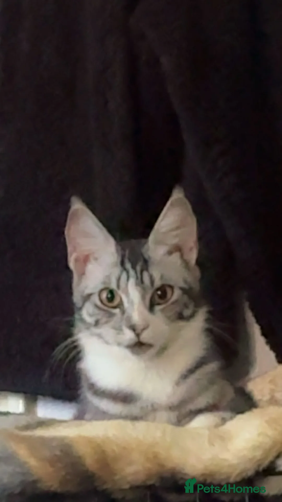 Mixed Breed cats for sale: 5 male kittens  - Advert 1