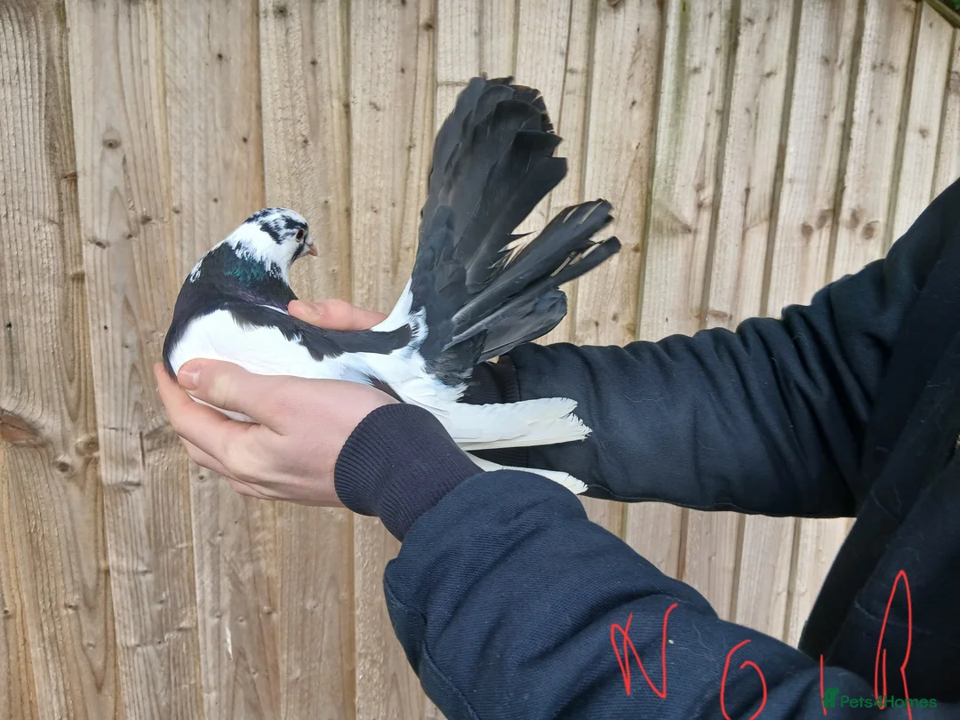 Pigeons birds for sale: 5 Pet Fantail Pigeons  in Goole - Advert 5
