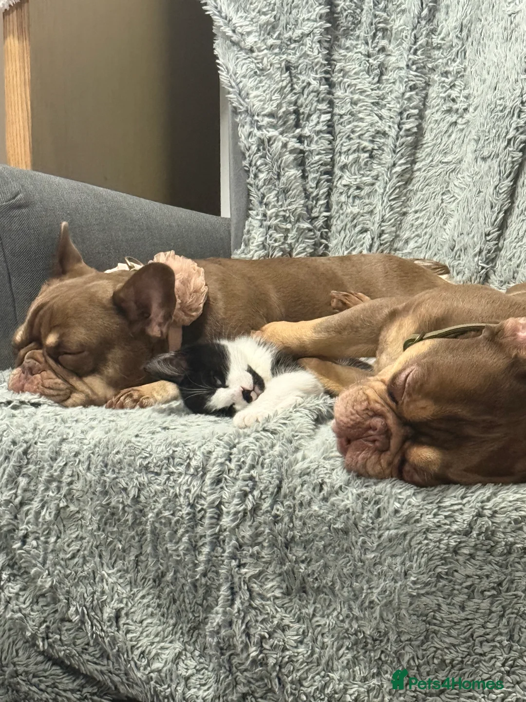 Mixed Breed cats for sale: My Milo - Advert 5