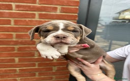 Olde English Bulldogge dogs for sale: OLDE ENGLISH BULLDOGGE PUPPIES in Epping - Image 22