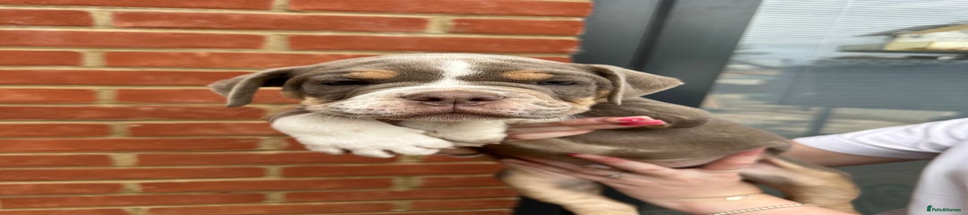 Olde English Bulldogge Puppy 3🤎