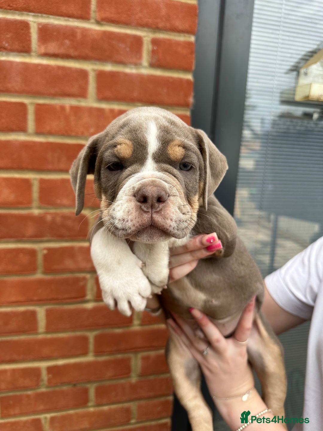 Olde English Bulldogge dogs for sale: OLDE ENGLISH BULLDOGGE PUPPIES in Epping - Image 22