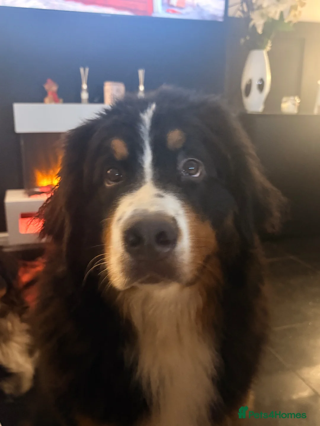Bernese Mountain Dog dogs for sale: Gorgeous 1 year old Bernese mountain dog female  - Advert 5
