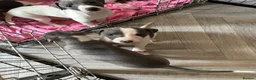 Mixed Breed dogs for sale: 🐾Reduced🐾READY NOW!!Italian x whippet pups! - Advert 11