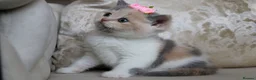 British Shorthair cats for sale: 😻 Unique BSH kittens with pedigree! ✨ - Advert 14