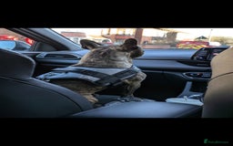 French Bulldog dogs for sale: Rehoming Hugo/ Frenchie - Image 9