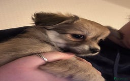 Chiweenie dogs for sale: 6 Beautiful Chiweenie Puppies *Reduced* - Advert 17