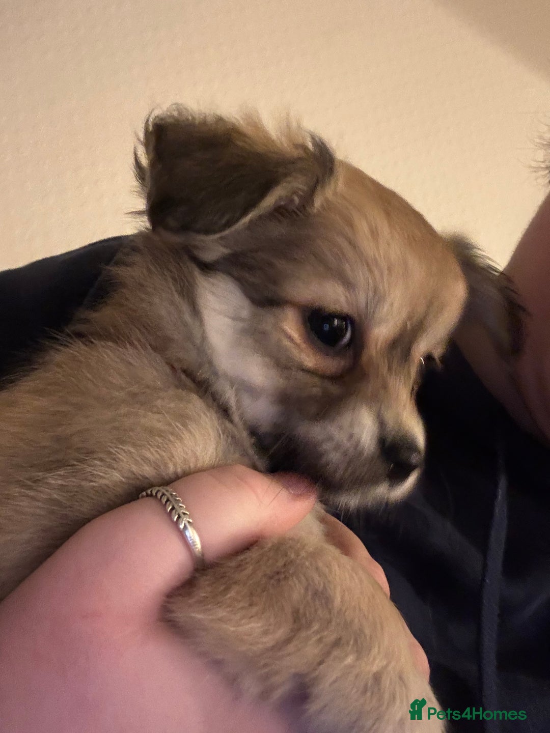 Chiweenie dogs for sale: 6 Beautiful Chiweenie Puppies *Reduced* - Advert 17