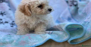 Poochon dogs - Advert 1