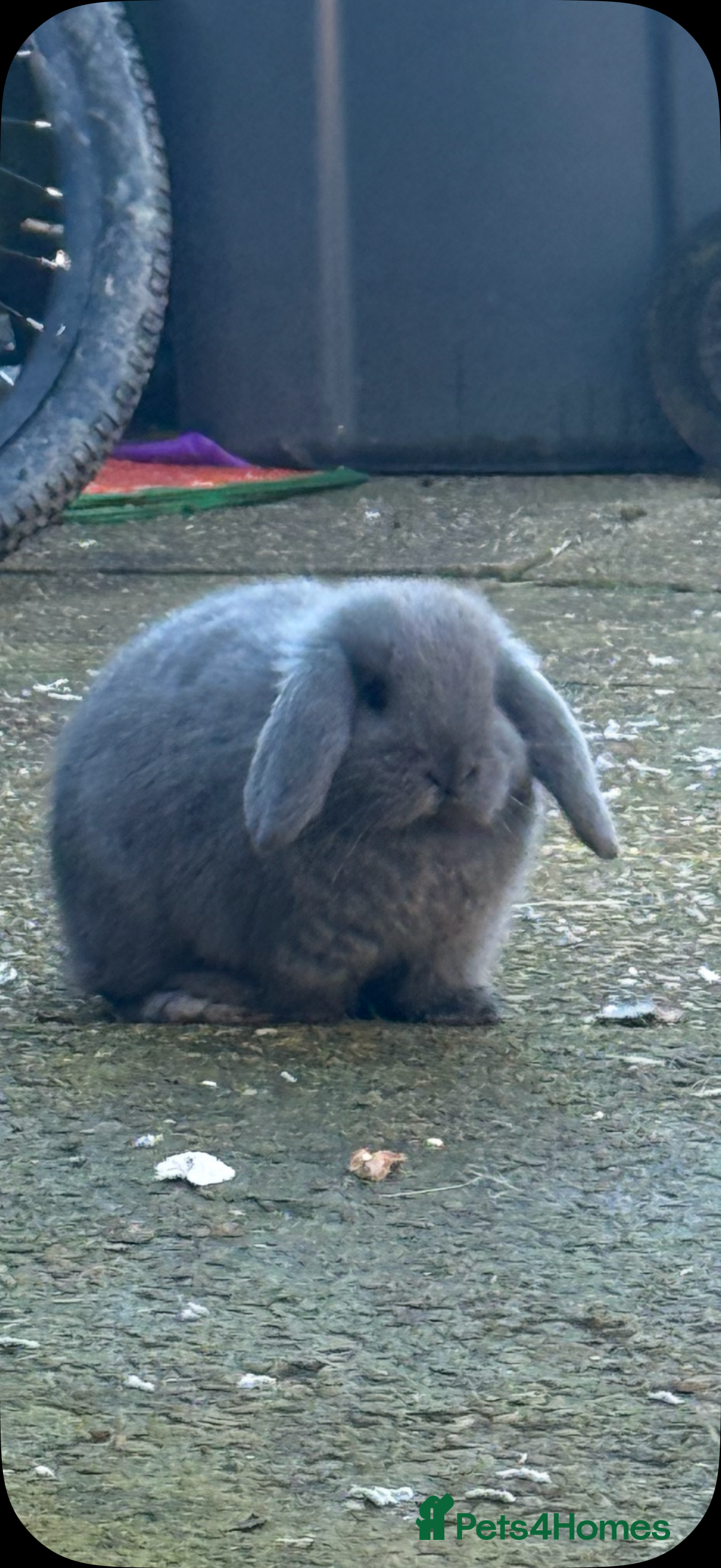 French Lop rabbits Male and female - Advert 8