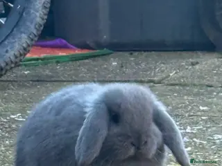 French Lop rabbits Male and female - Advert 3