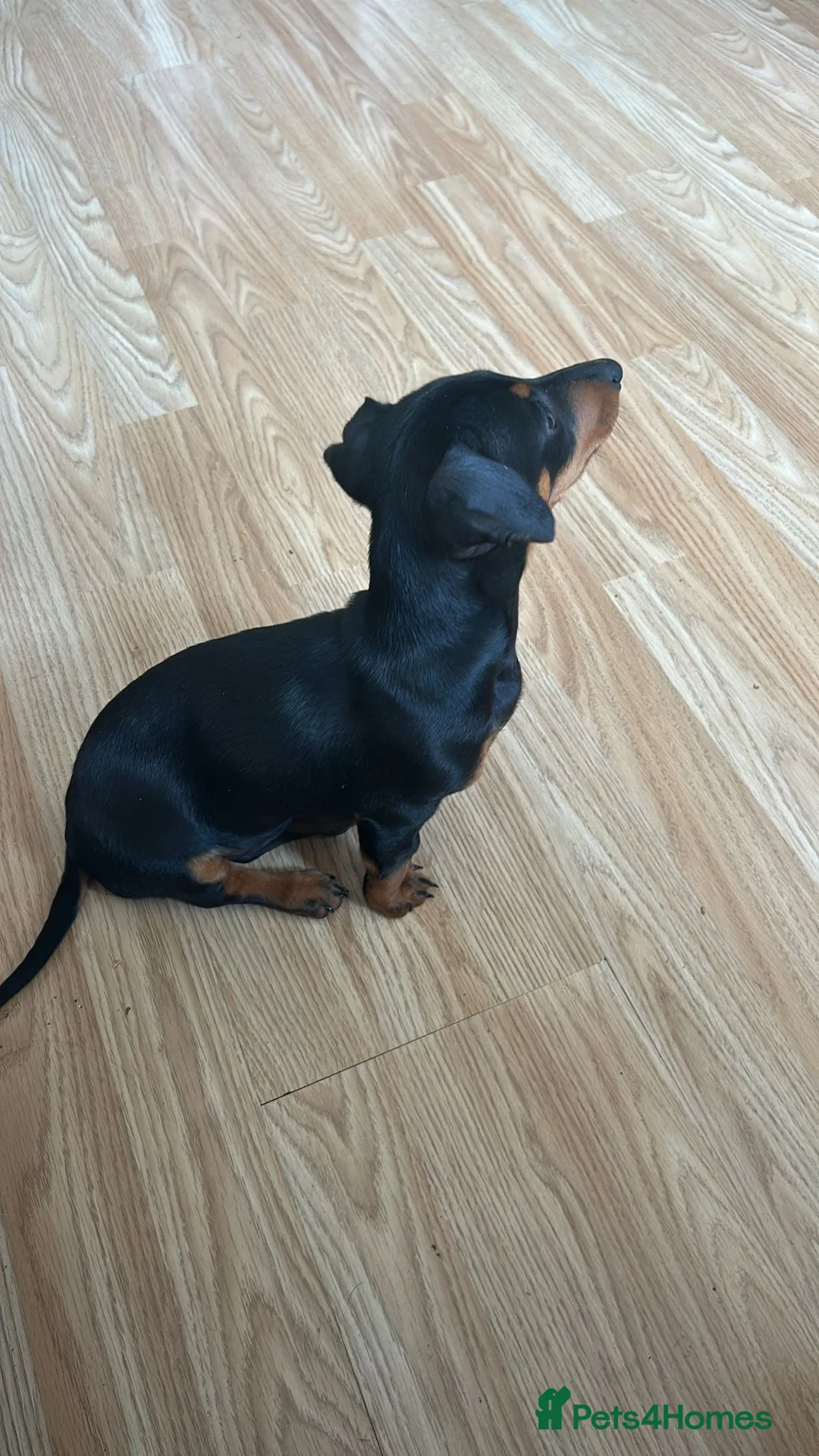 Dachshund dogs for sale: Dash hound puppy  - Advert 2