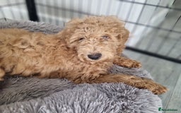 Cockapoo dogs for sale:  F1 Cockapoo puppies  - Image 12