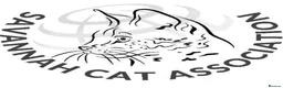 Savannah cats for sale: 🐆Worlds Best Pedigree F2 & F3 Savannah Kittens 🐆 - Advert 2
