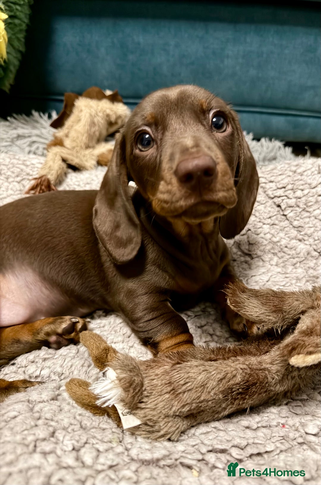 Miniature Dachshund dogs for sale: REDUCED…PRA Clear, KC Reg Miniature Dachshund Girl - Advert 19