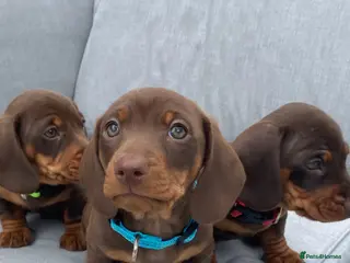 Miniature Dachshund dogs Chocolate boys 🐾 - Advert 1