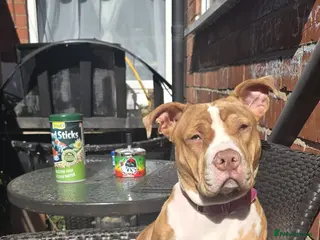 American Bull Staffy dogs Narla - Advert 1