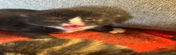 Mixed Breed cats for sale: Beautiful kittens x 3  - Advert 2