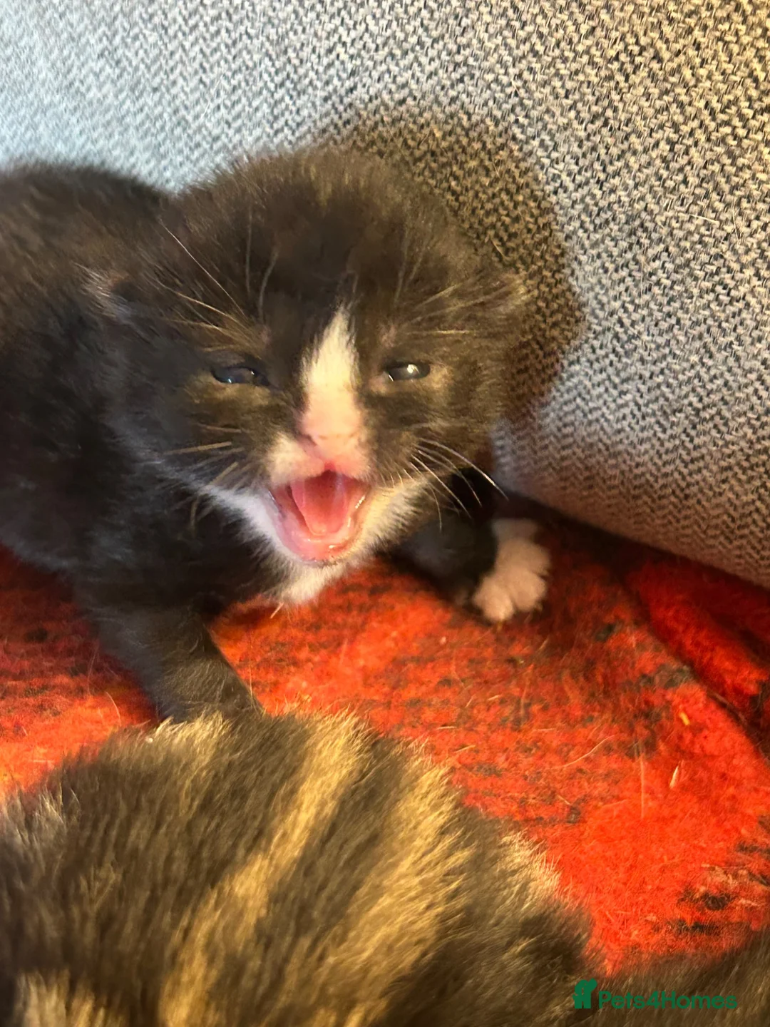 Mixed Breed cats for sale: Beautiful kittens x 3  - Advert 2