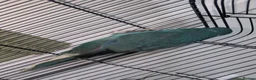 Parrots birds for sale: Young male kakariki - Advert 7