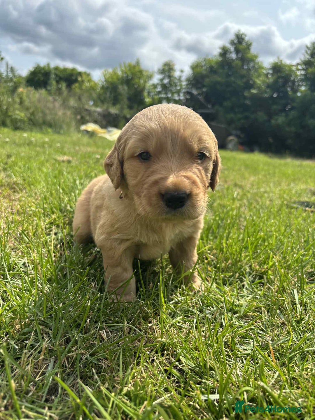 Golden Retriever dogs for sale: Kc pedigree golden retrievers (fox red  in Malton - Image 26