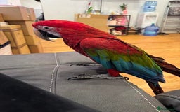 Macaws birds for sale: Green Wing Macaw - Image 4