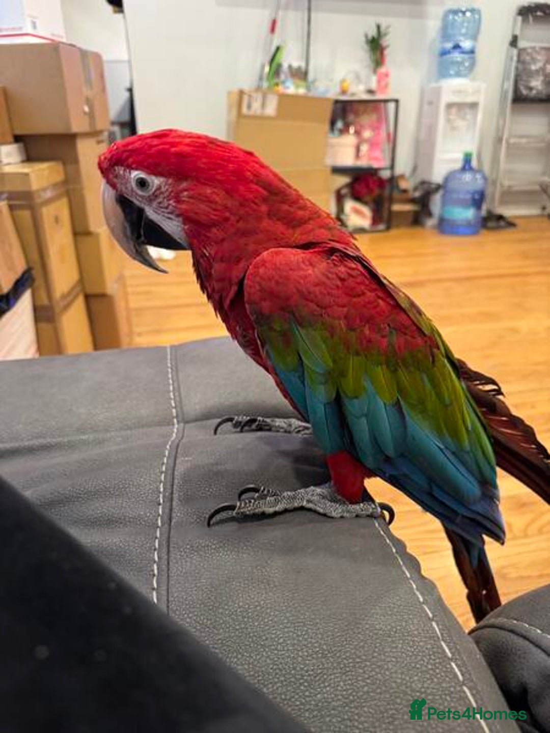Macaws birds for sale: Green Wing Macaw - Image 4