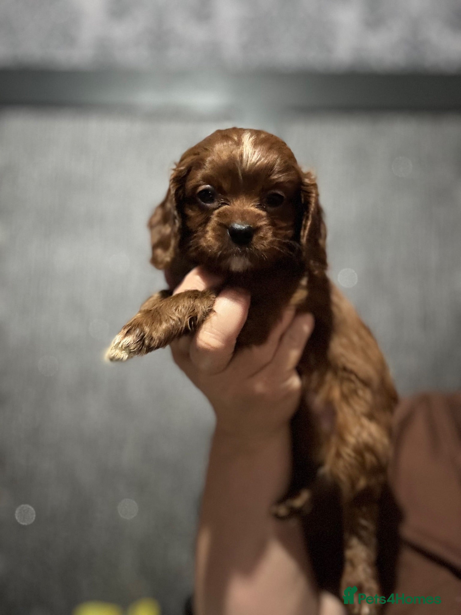 Cavapoo dogs 3 red males available  - Advert 14