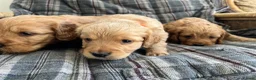 Cockapoo dogs for sale: Cockapoos in Bodmin - Advert 5