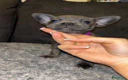 Mixed Breed dogs for sale: ‼️‼️ STAFF x FRENCH BULLDOG ‼️‼️ - Image 4