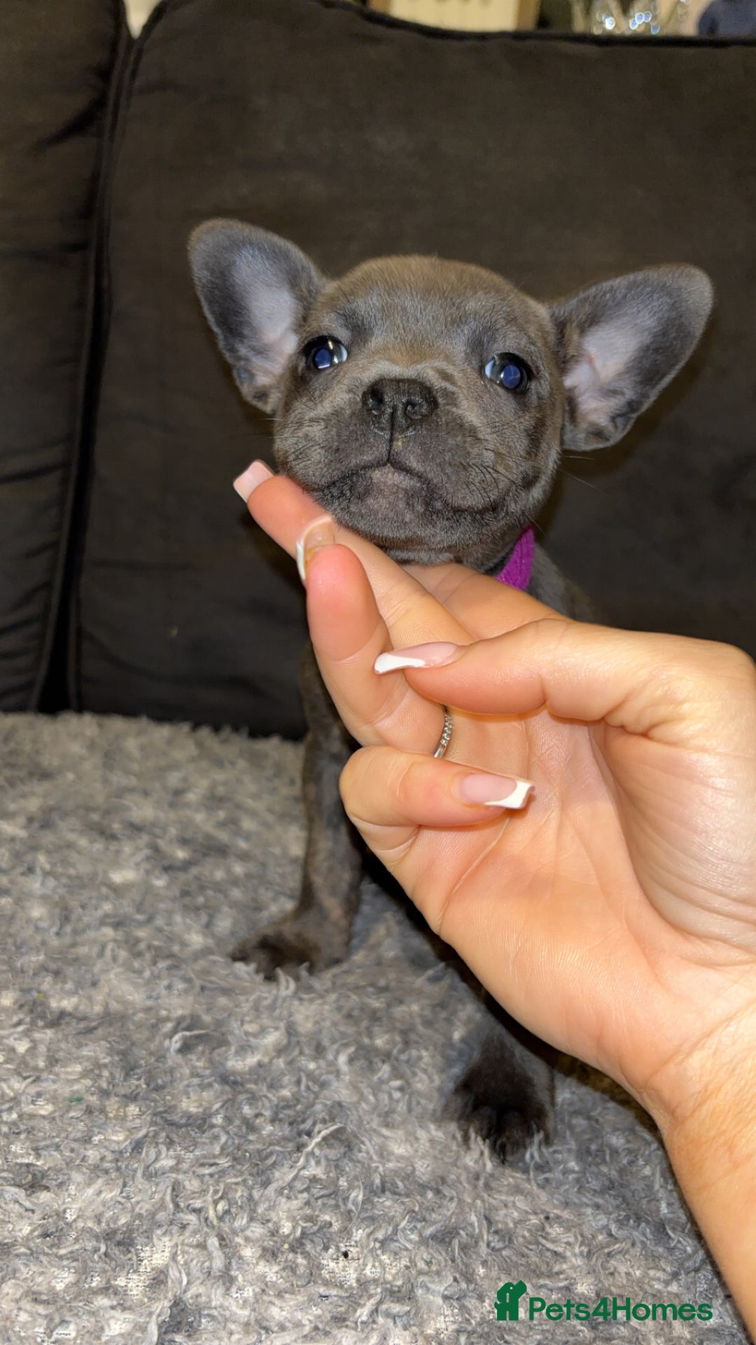 Mixed Breed dogs for sale: ‼️‼️ STAFF x FRENCH BULLDOG ‼️‼️ - Image 4