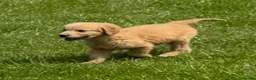 Mini Goldendoodle dogs for sale:   Like owning a miniature fluffy Golden Retriever - Advert 16