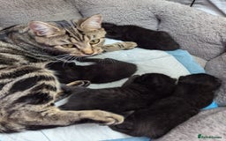 American Shorthair cats for sale: Selling black kittens  - Image 5