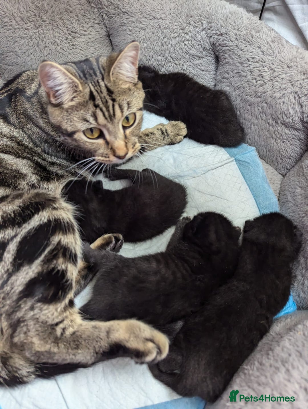 American Shorthair cats for sale: Selling black kittens  - Image 5