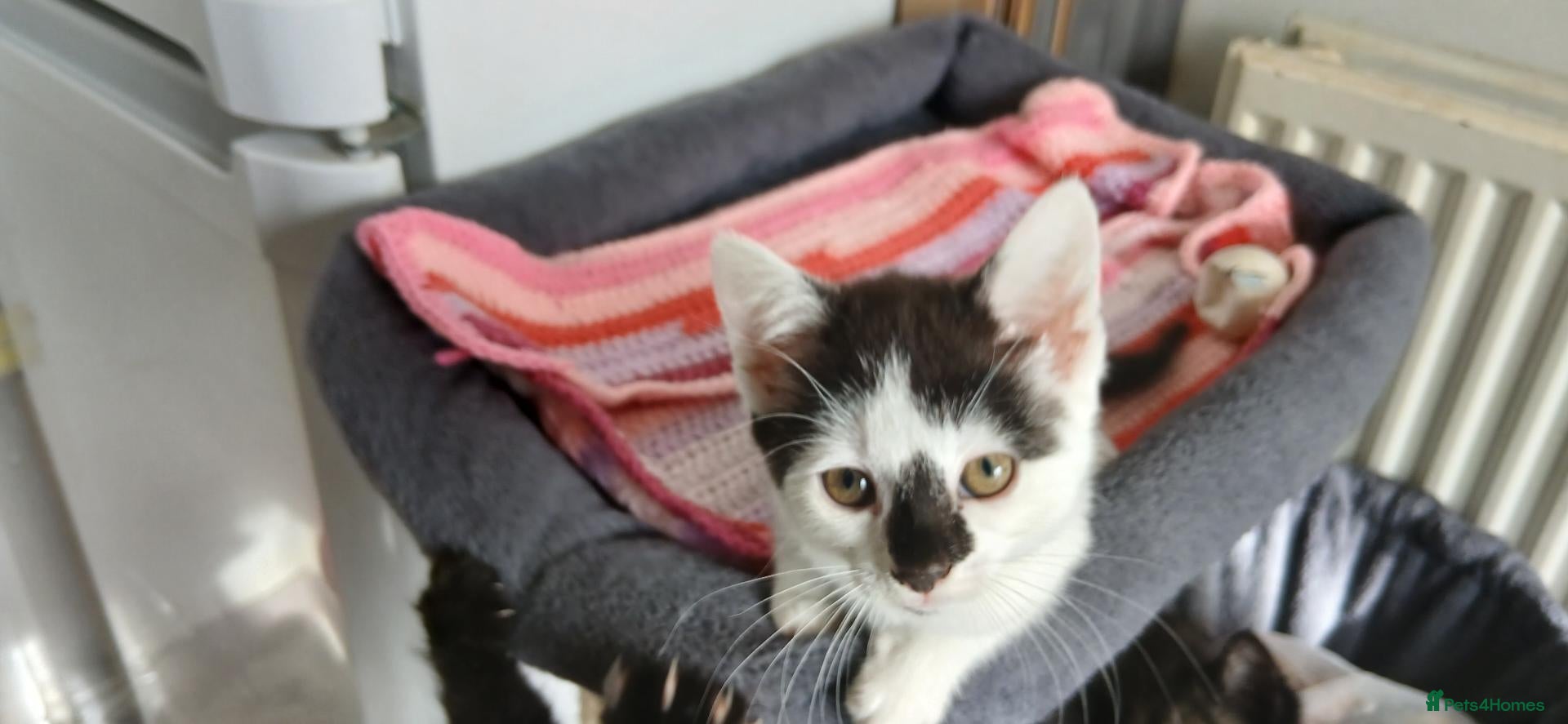 Mixed Breed cats 6 kitties looking for new forever homes - Advert 1