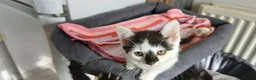 Mixed Breed cats for sale: 6 kitties looking for new forever homes - Advert 1