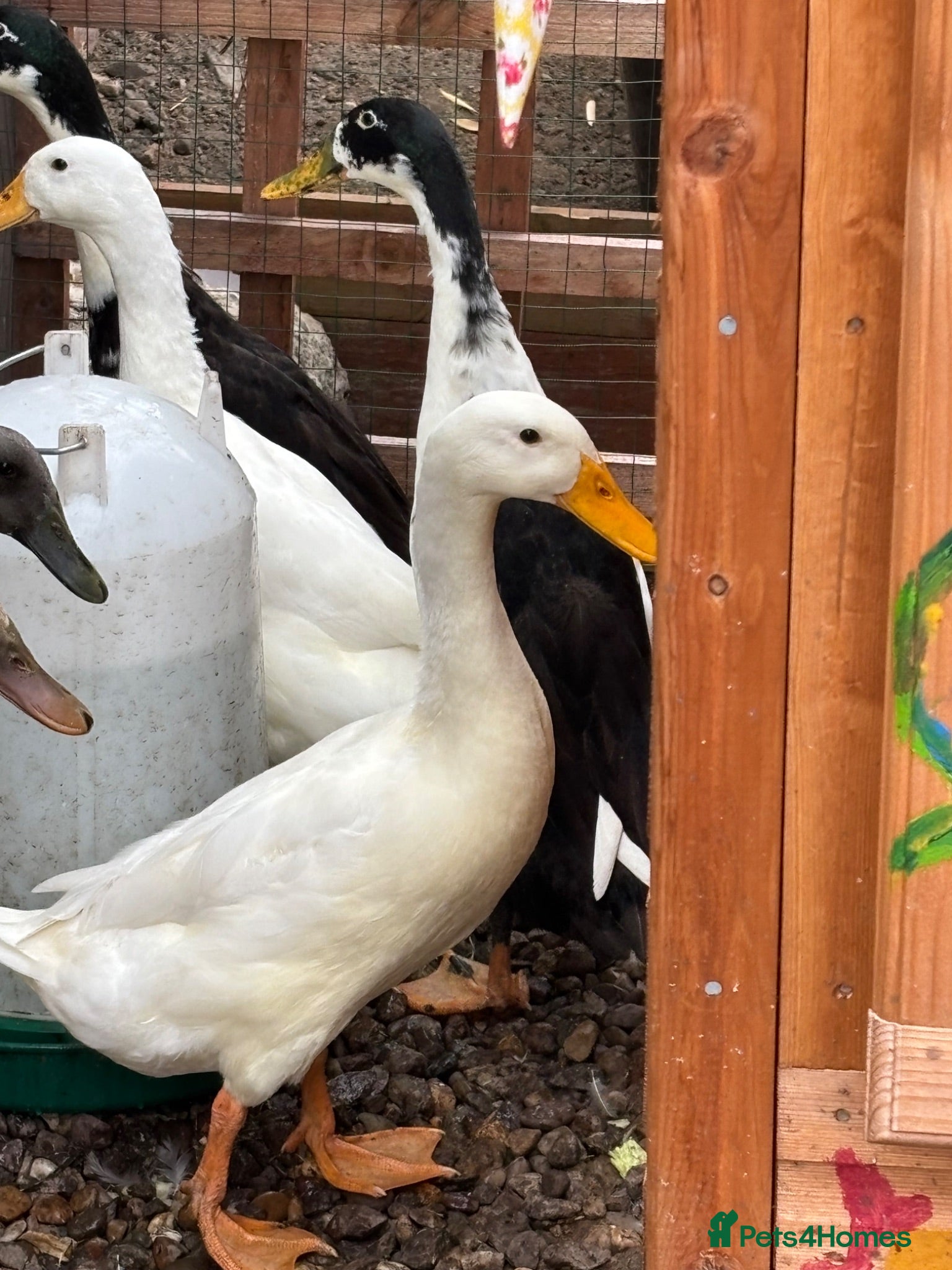 Ducks poultry 3 month old male Indian runner ducks  - Advert 6