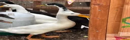 Ducks poultry for sale: 3 month old male Indian runner ducks  in Falkirk - Advert 1