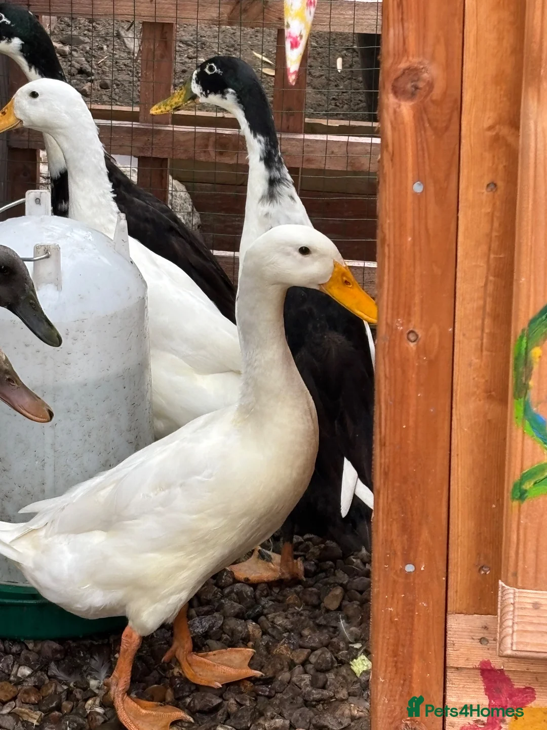 Ducks poultry for sale: 3 month old male Indian runner ducks  in Falkirk - Advert 1