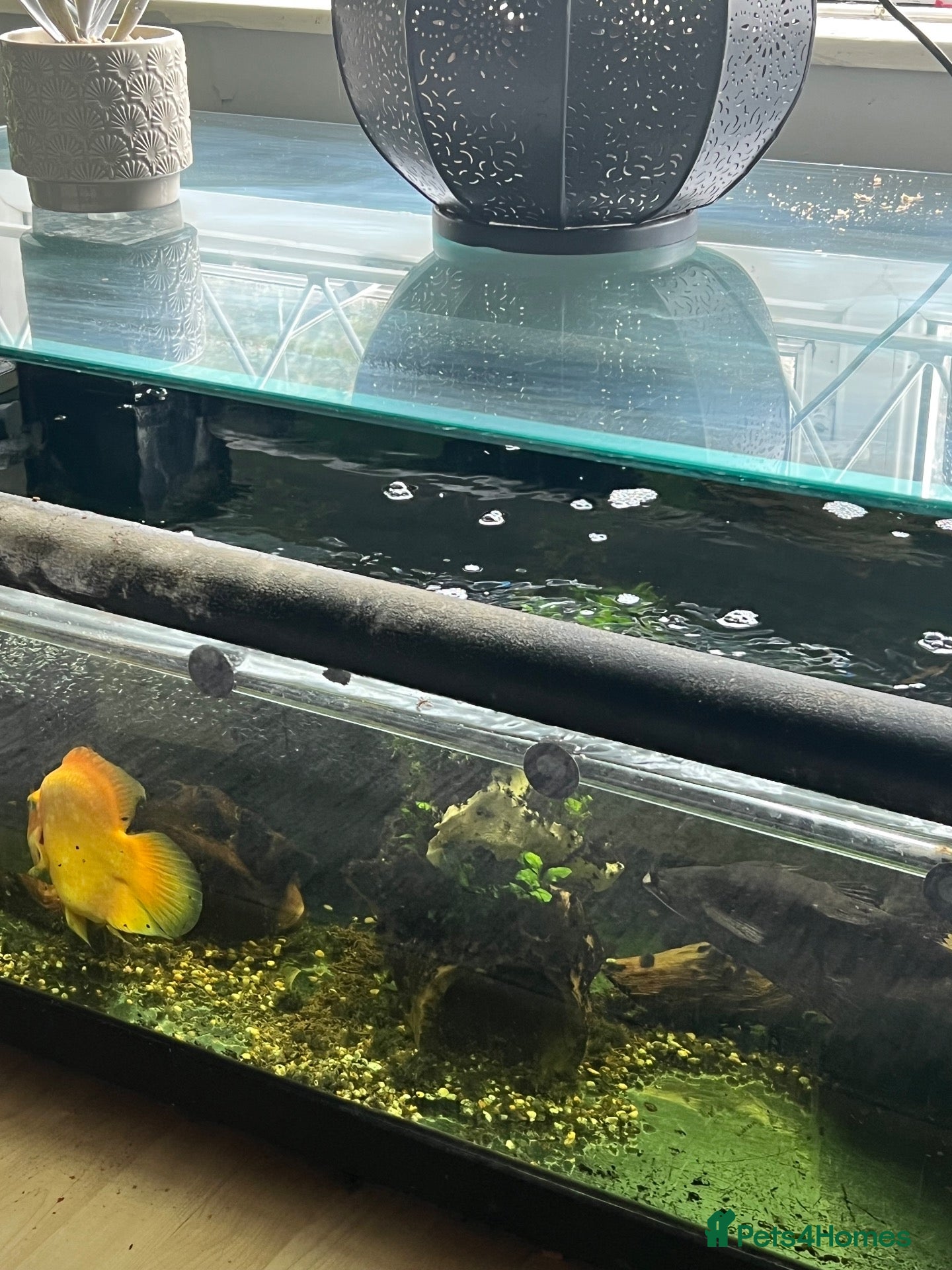 Other/Mixed Breed fish 3 tropical fish for sale large parrot and 2 others - Advert 2