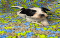 Biewer Terrier dogs for sale: Pure breed Biewer Terrier puppies 4 Generation  - Image 4